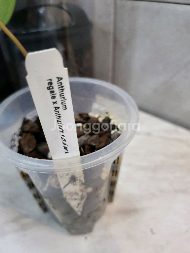 안스리움 리갈레 X 럭셔리안스 (에콰제네라)--2