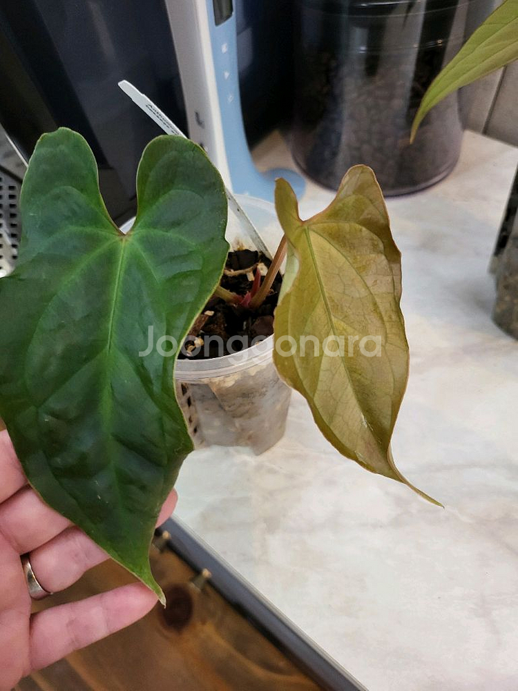 안스리움 베쎄AFF X럭셔리안스 (에콰제네라)--0