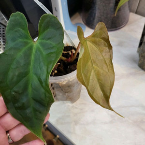 안스리움 베쎄AFF X럭셔리안스 (에콰제네라)