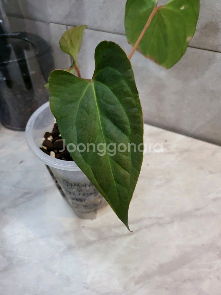 안스리움 베쎄AFF X럭셔리안스 (에콰제네라)--3