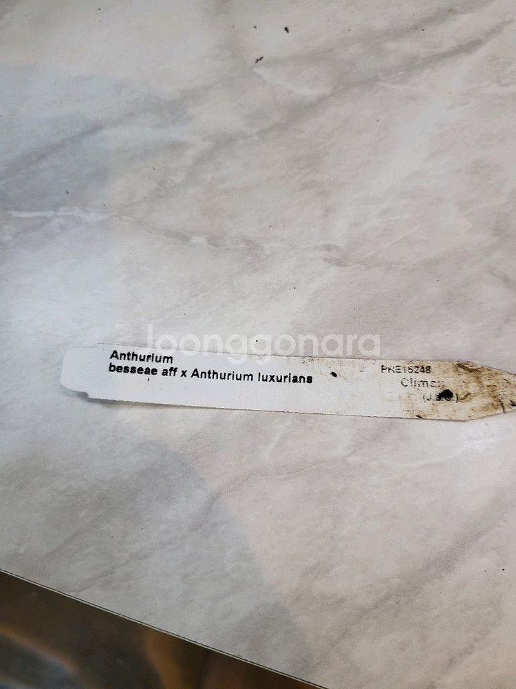 안스리움 베쎄AFF X럭셔리안스 (에콰제네라)--1