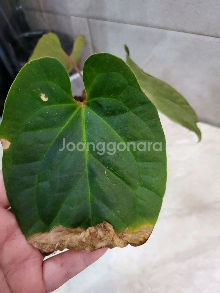 안스리움 베쎄AFF X럭셔리안스 (에콰제네라)--4