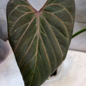 안스리움 킹오스HU X 레드크리스탈(하지개체)모주