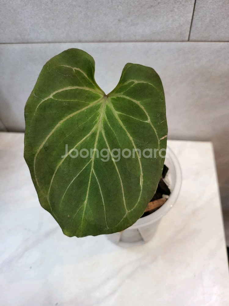 안스리움 킹오스HU X 레드크리스탈(하지개체 분촉)--0