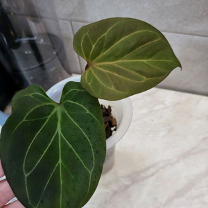 안스리움 킹오스HU X 레드크리스탈(하지개체 분촉)