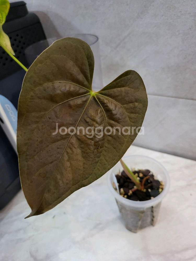 안스리움 퀸오브하츠(테줄라)--0