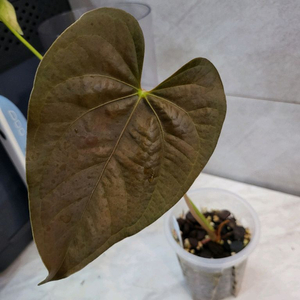 안스리움 퀸오브하츠(테줄라)