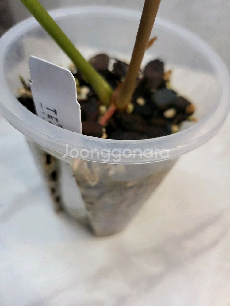 안스리움 퀸오브하츠(테줄라)--1