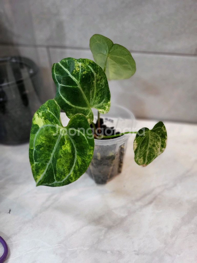 안스리움 파필하브 바리에가타--0