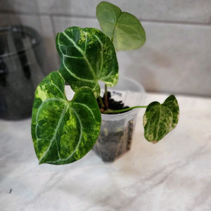 안스리움 파필하브 바리에가타