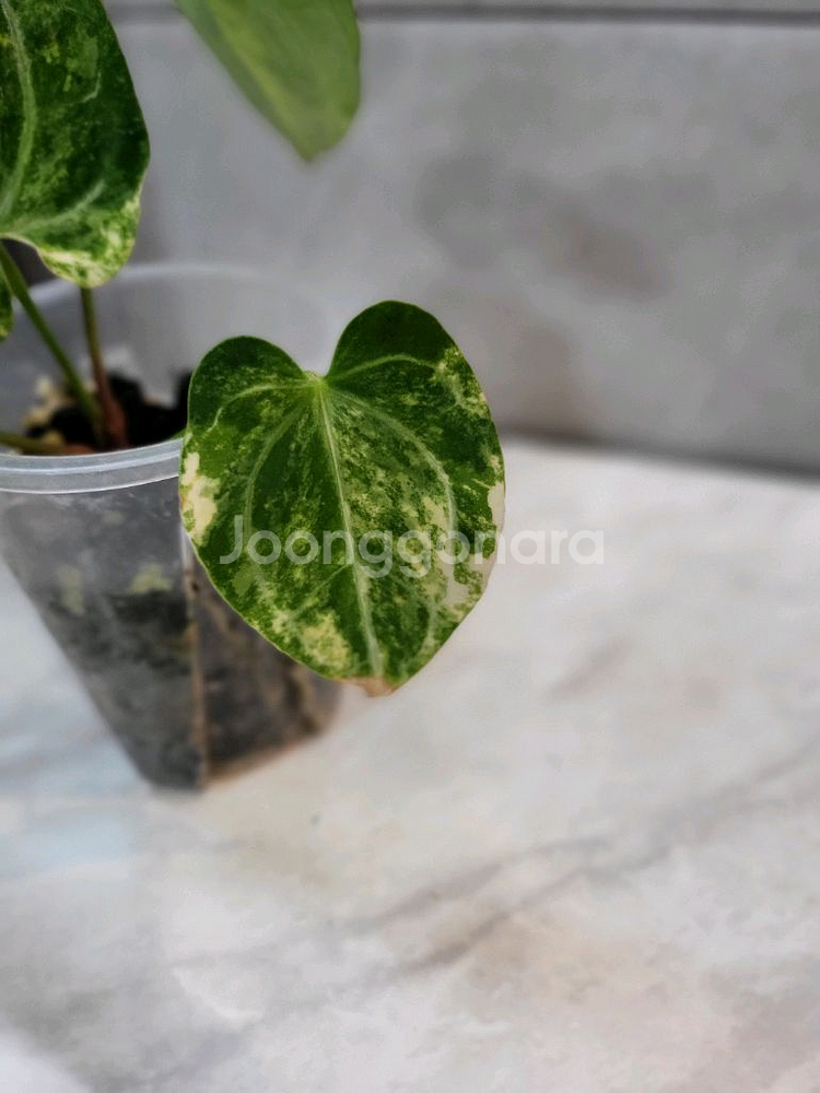 안스리움 파필하브 바리에가타--1