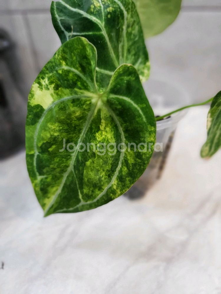 안스리움 파필하브 바리에가타--2