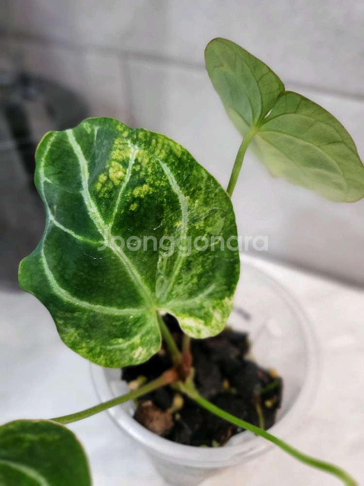 안스리움 파필하브 바리에가타--3