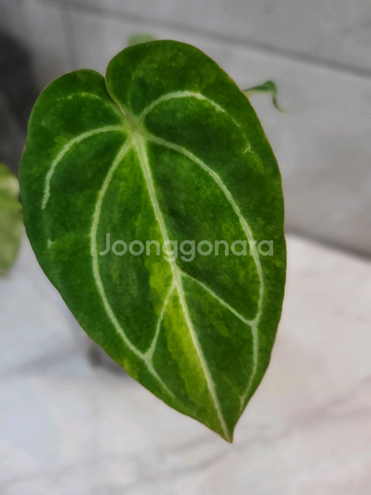 안스리움 파필하브 바리에가타--4