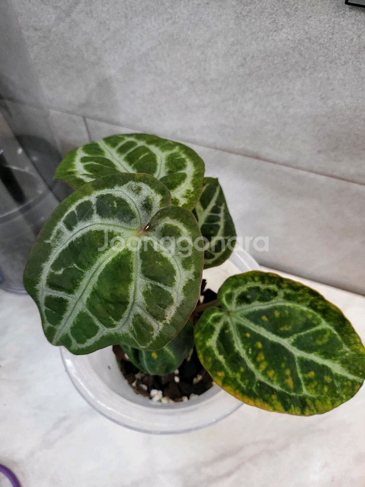 안스리움 SKG실버--1