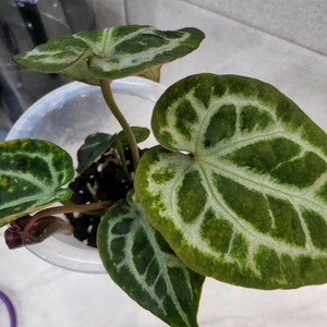 안스리움 SKG실버