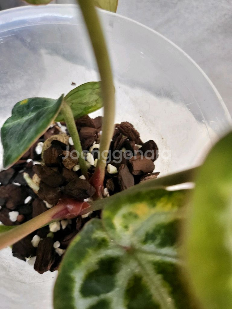 안스리움 SKG실버--2