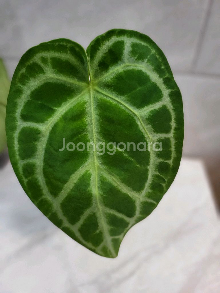 안스리움 SKG실버--1