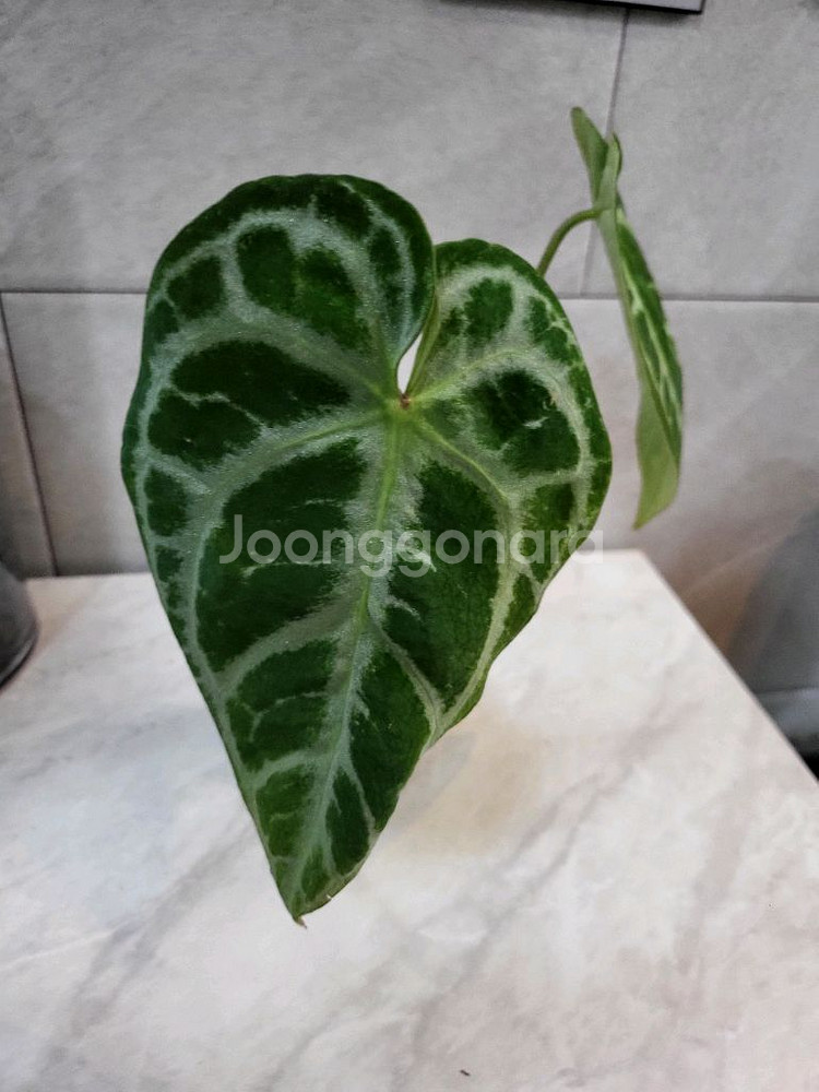 안스리움 SKG실버--0