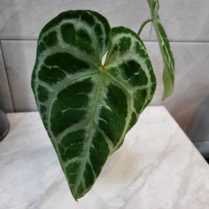 안스리움 SKG실버