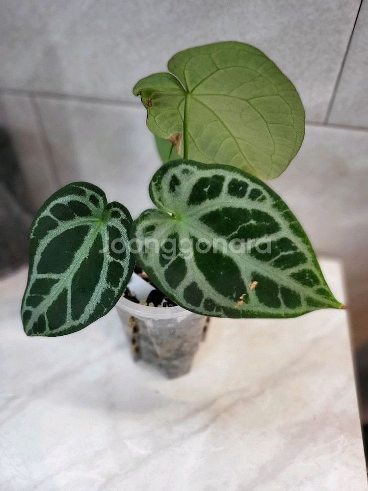 안스리움 SKG실버--0