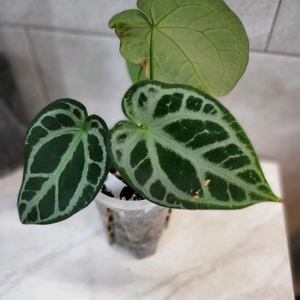 안스리움 SKG실버