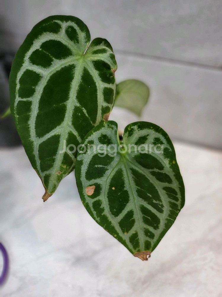 안스리움 SKG실버--1