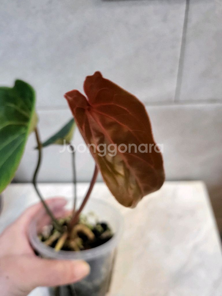 안스리움 레드스파이더(카르텔다운 에리개체)--1