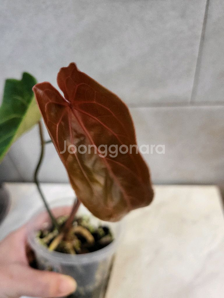 안스리움 레드스파이더(카르텔다운 에리개체)--2