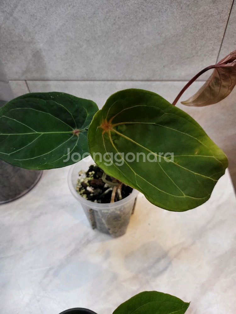 안스리움 레드스파이더(카르텔다운 에리개체)--0