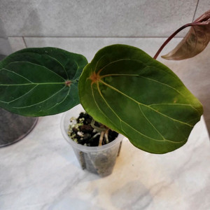 안스리움 레드스파이더(카르텔다운 에리개체)