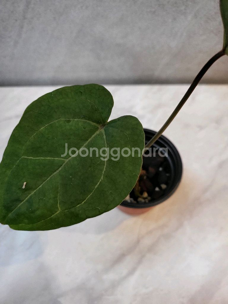 안스리움 레드스파이더 (카르텔다운 분촉묘)--1