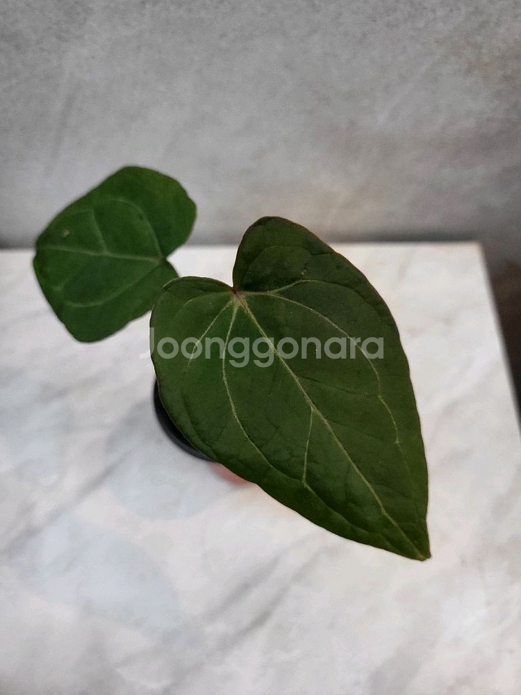 안스리움 레드스파이더 (카르텔다운 분촉묘)--0