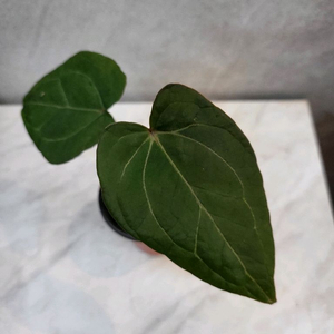 안스리움 레드스파이더 (카르텔다운 분촉묘)