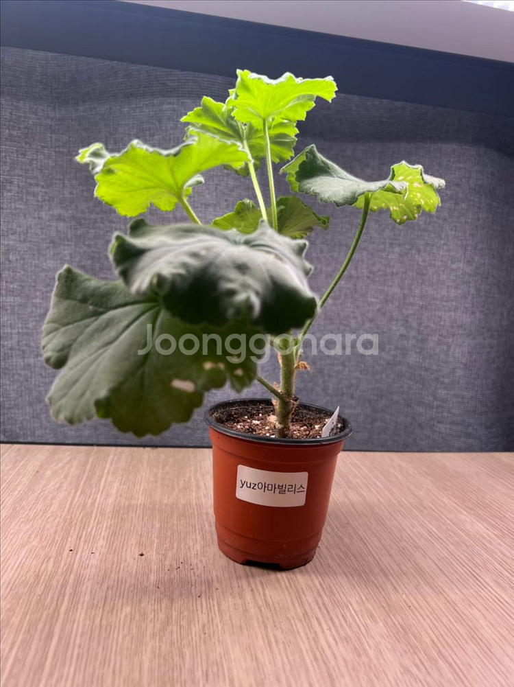 러시아제라늄--2