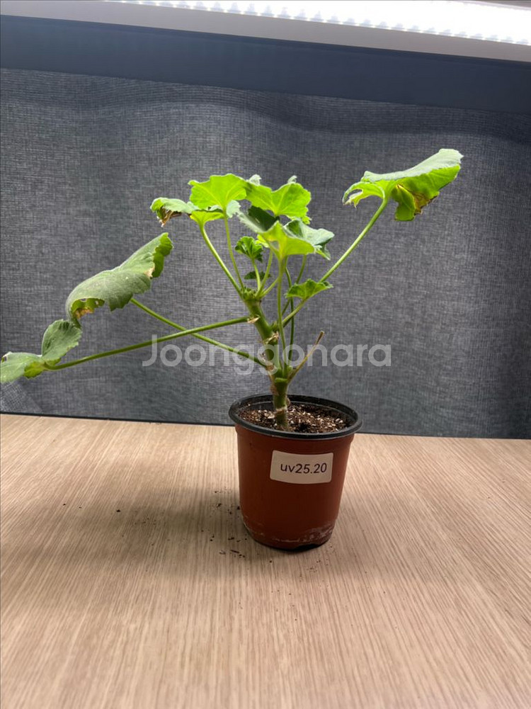 러시아제라늄--5