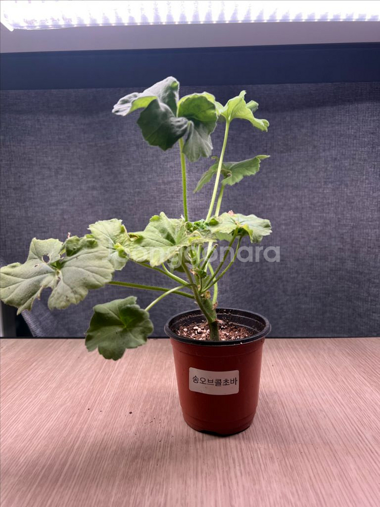 러시아제라늄--3