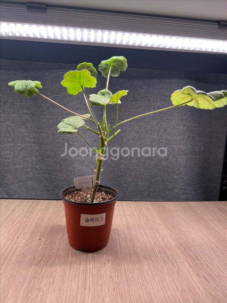 러시아제라늄--4