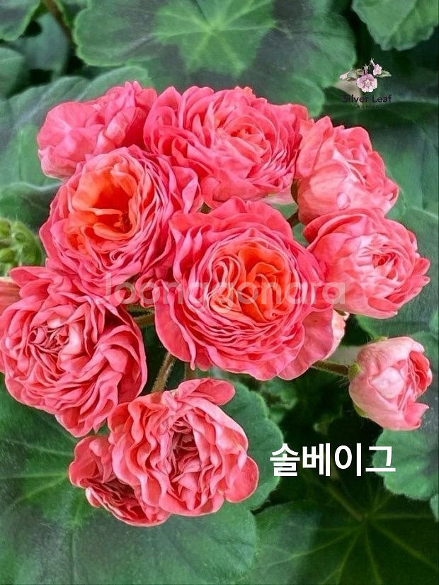 러시아제라늄--0