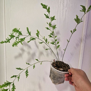 리기둘라 와이테이