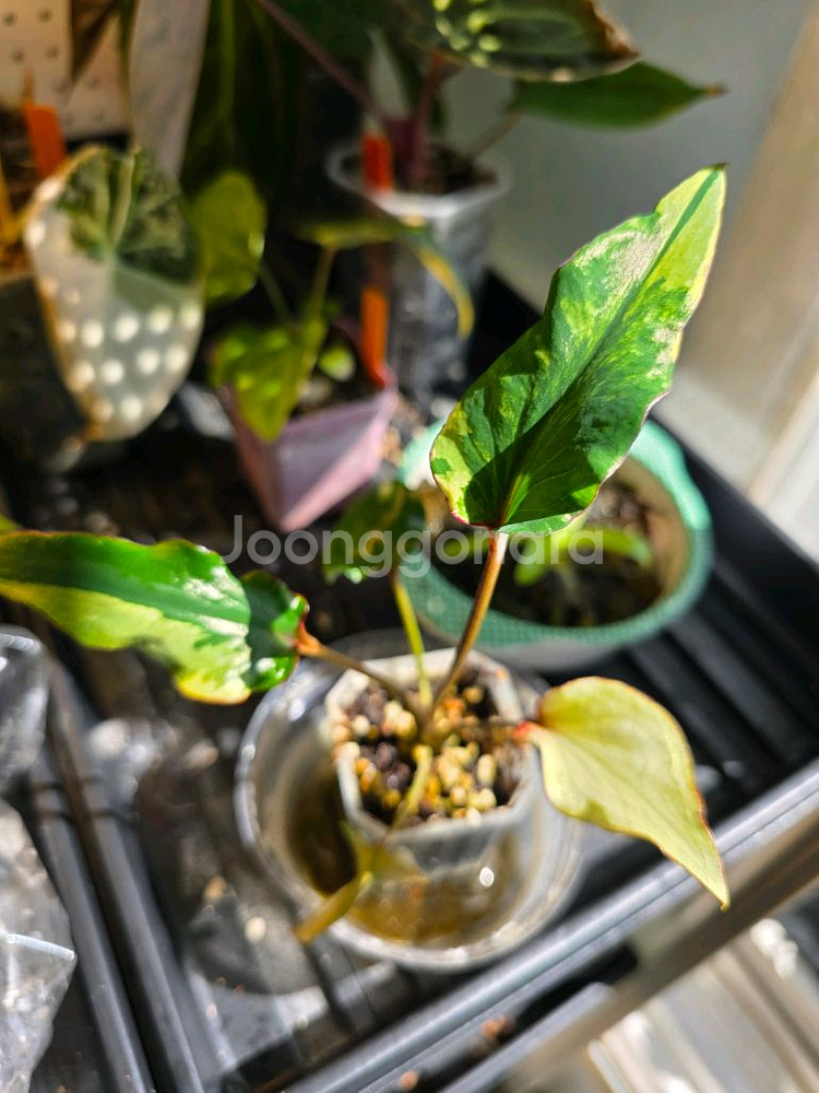 칼라디움 카오스 (알로카시아 x)--0