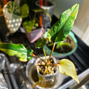 칼라디움 카오스 (알로카시아 x)