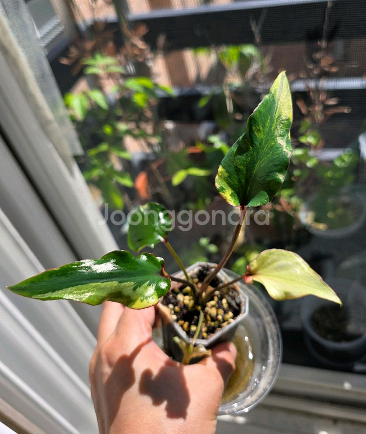 칼라디움 카오스 (알로카시아 x)--1