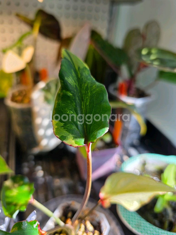 칼라디움 카오스 (알로카시아 x)--2