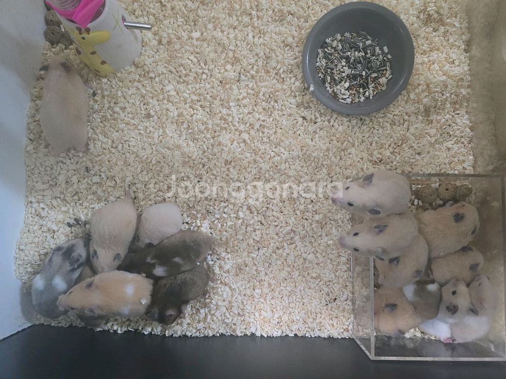 골든햄스터--0
