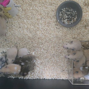 골든햄스터