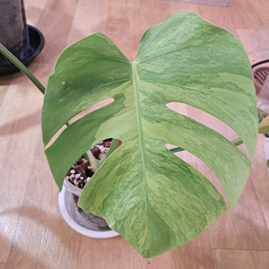 옐로우 몬스테라