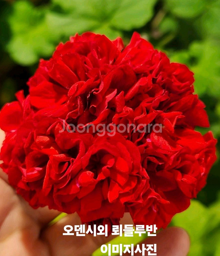 제라늄2종--1