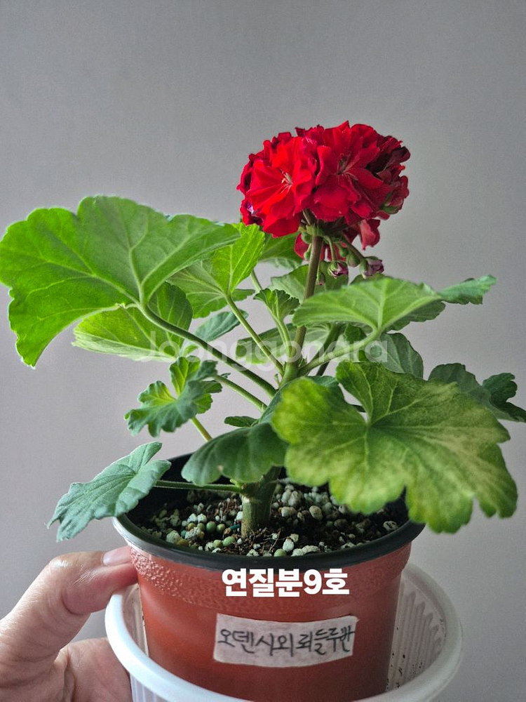제라늄2종--5