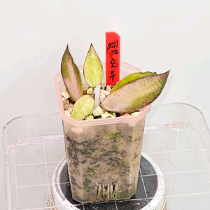 호야 옐로우썬 (신상)